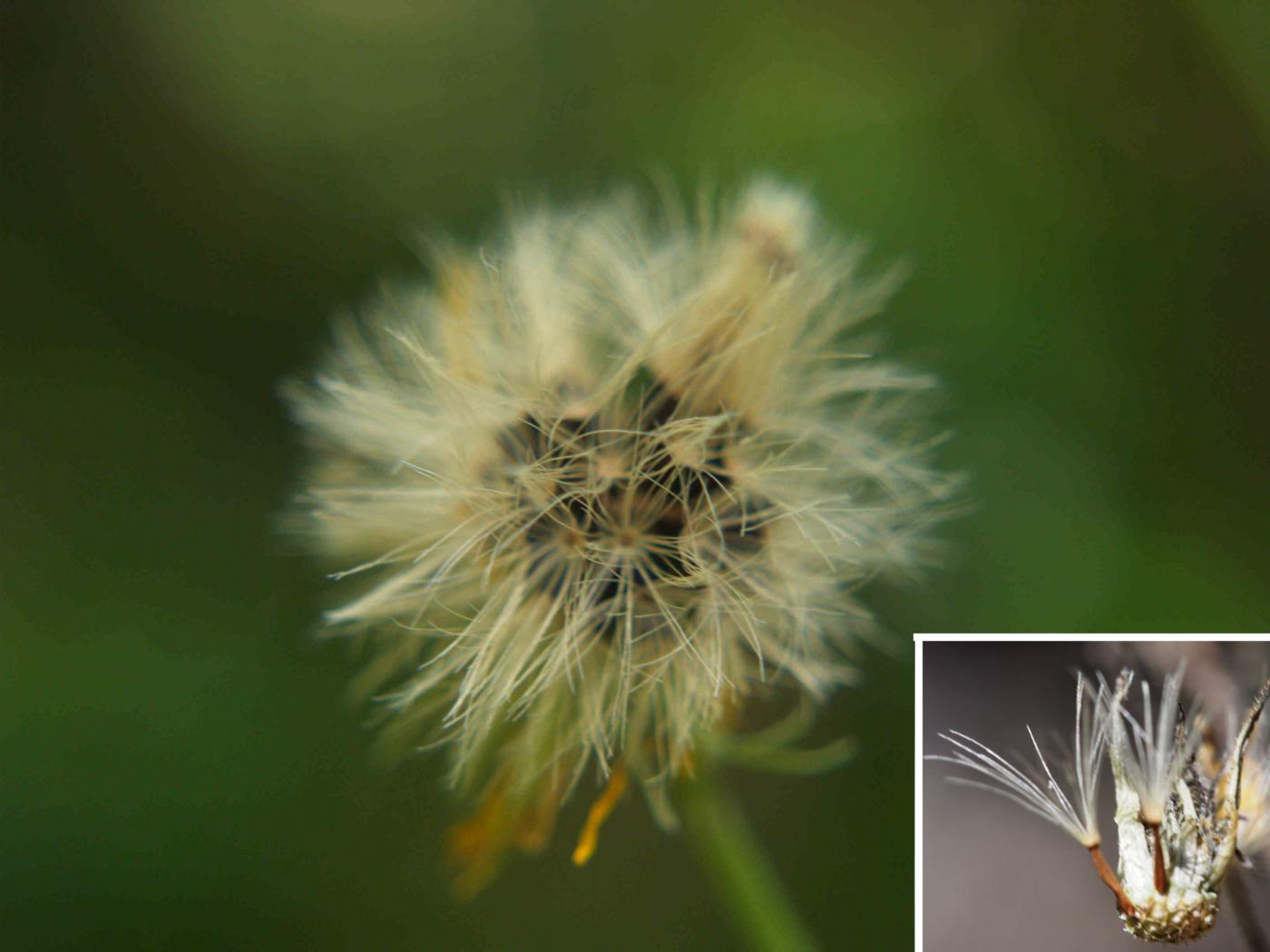 Hawkweed, (of Planchon) fruit